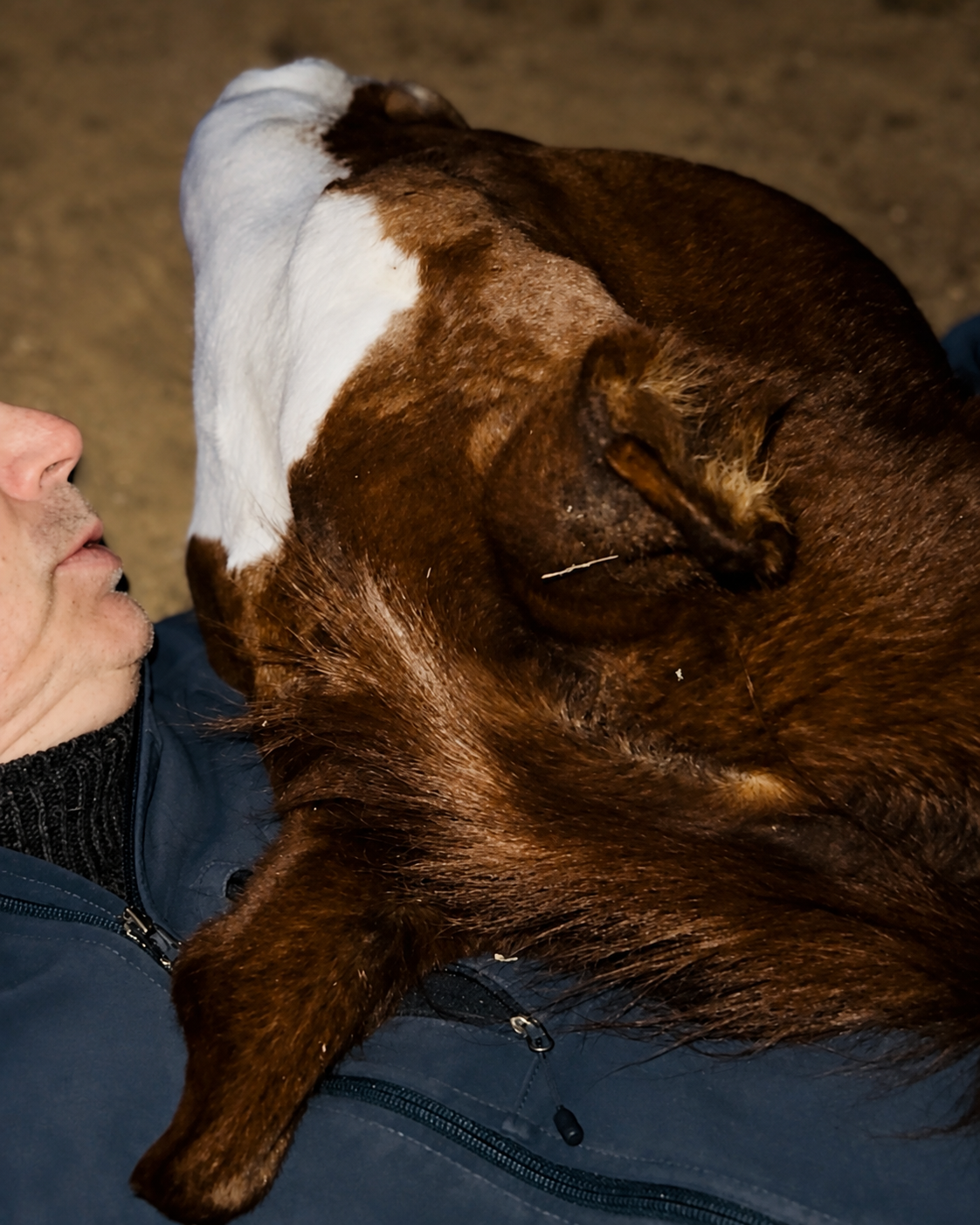 A horse resting closely against David