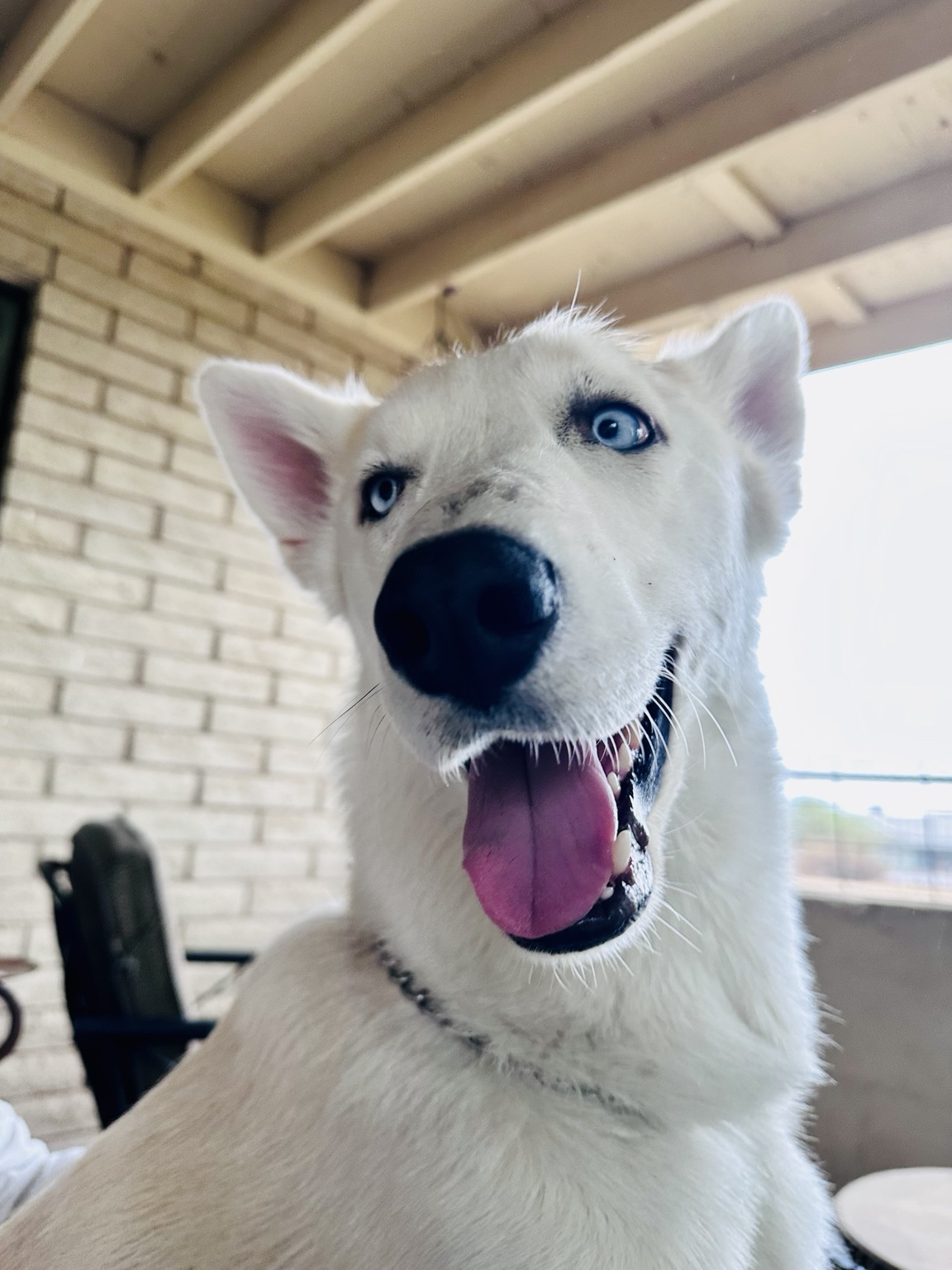 Gus McWeeWoo