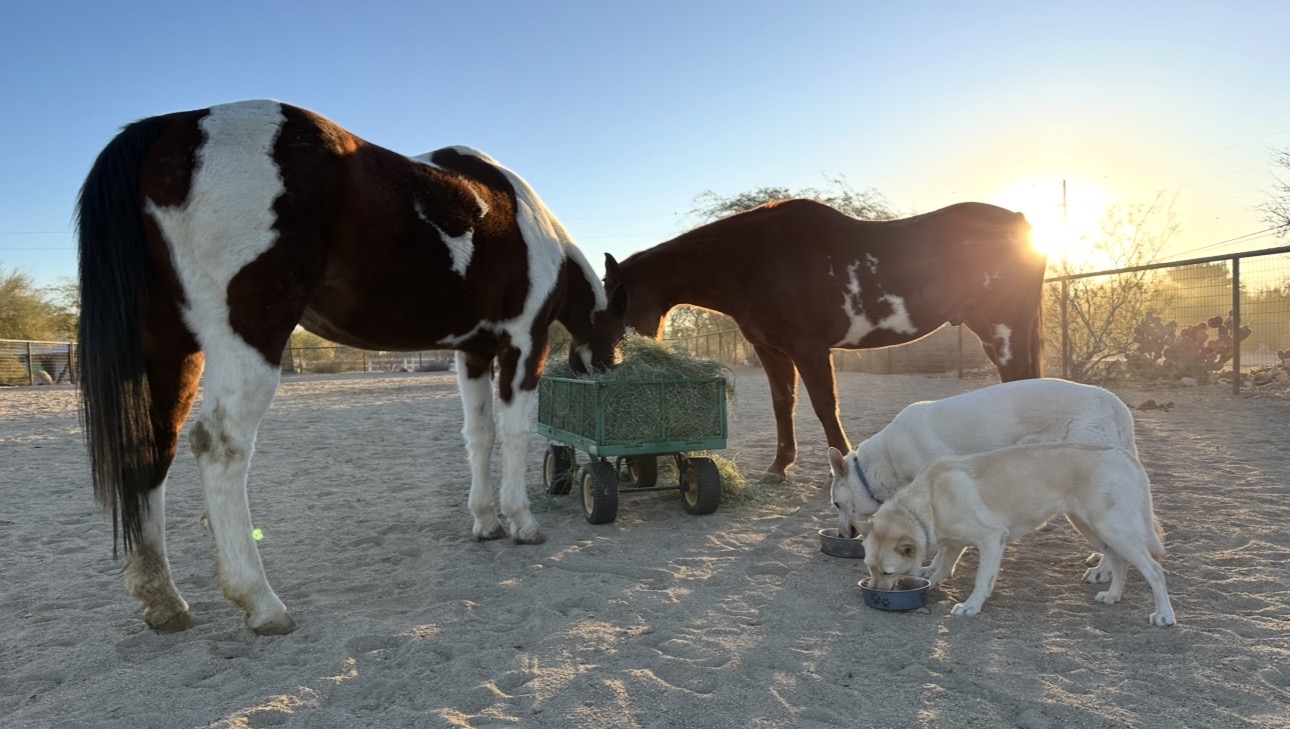 Dogs and horses sharing the ranch environment at sunset